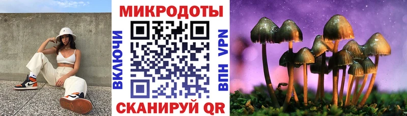 Псилоцибиновые грибы Psilocybe  Купить  Стародуб 